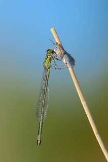Blue-tailed damselfly