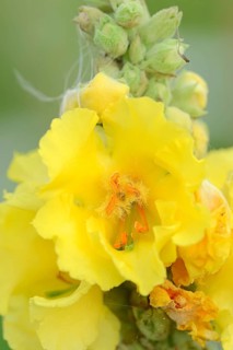 Denseflower Mullein