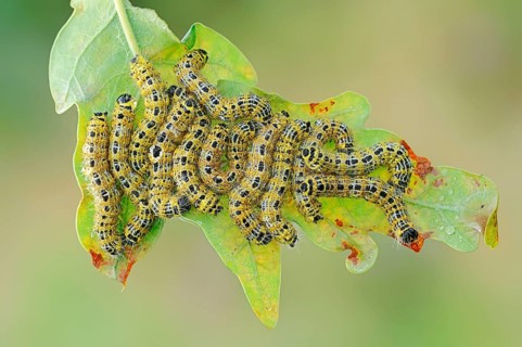 Buff-tip