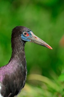 Abdim's stork's