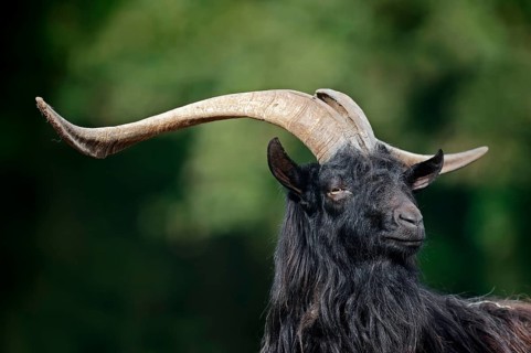 Valais black-necked goat