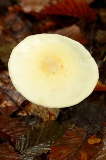Wood Mushroom