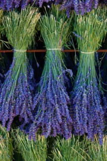 Lavender harvest