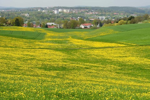 Dandelion