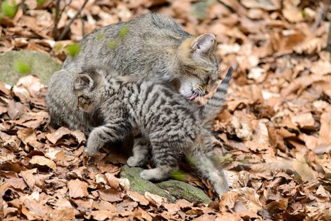 European Wildcat