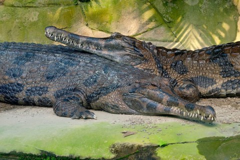 False gharial