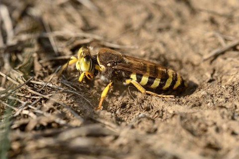 Gyroscopic wasp