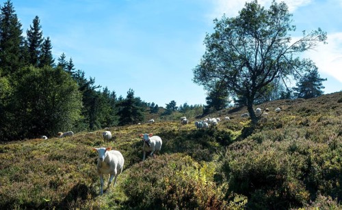 Sheep grazing in the Livradois-Forez Regional Nature Park