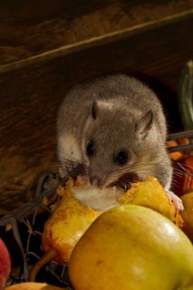 Edible dormouse
