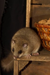 Edible dormouse