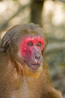 Rhesus macaque