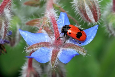 Four-spotted ant leaf beetle