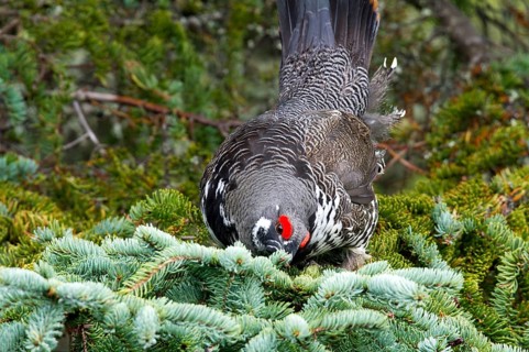 Spruce Grouse