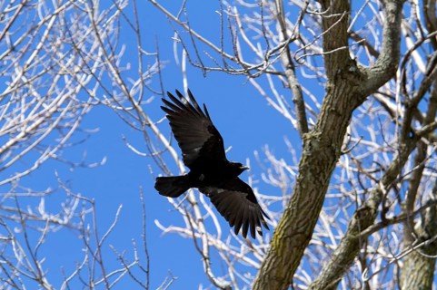 American crow