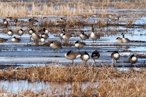 Canada geese
