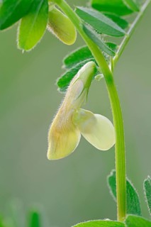 Hairy Yellow Vetch