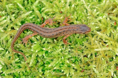 Common newt