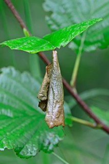 Birch Leaf-roller