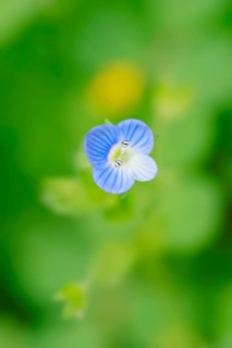 Germander Speedwell