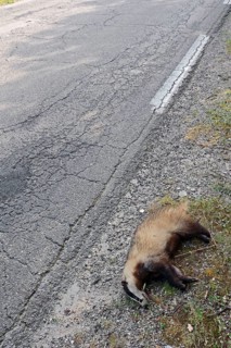 Dead badger