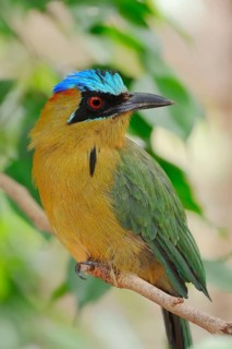Blue-crowned Motmot