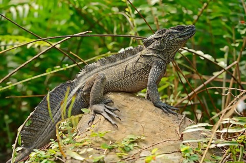 Amboina sail finned lizard