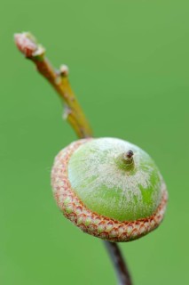 American Red Oak