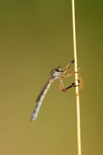 Striped Slender Robberfly