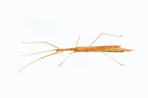 Winged stick insect