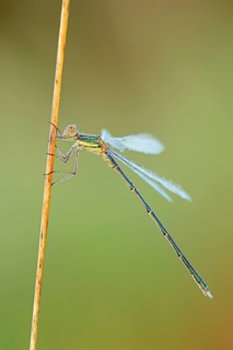 Willow Emerald Damselfly