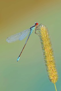 Small Red-eyed Damselfly