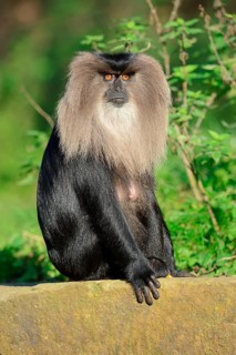 Lion-tailed macaque