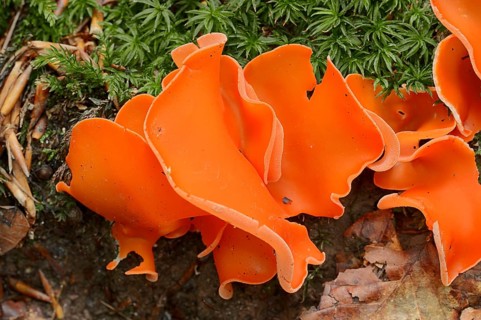 Orange Peel Fungus