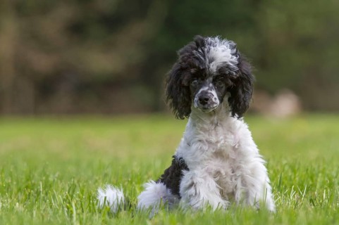 Miniature poodle