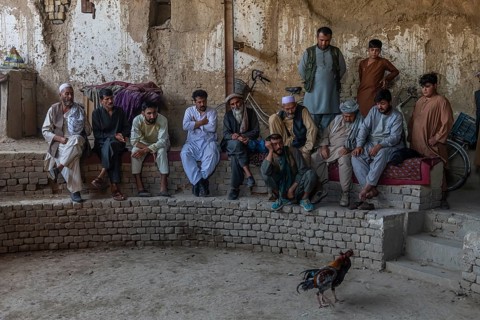 Traditional cockfight in Mazar-E-Sharif