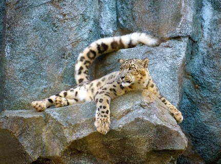 Snow leopard