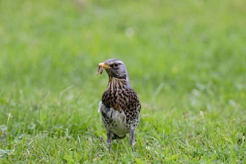 Juniper Thrush