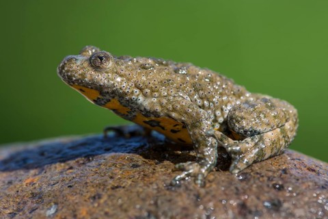 Yellow-bellied toad
