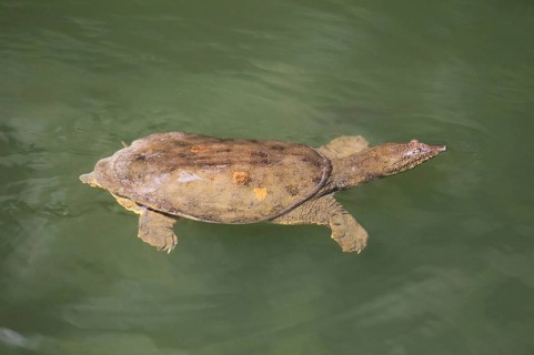 Chinese soft-shelled turtle