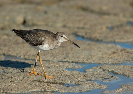 Spotted Redshank