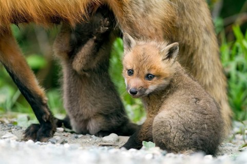 Red fox