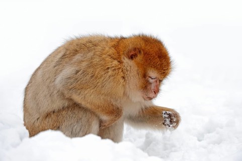 Barbary macaque