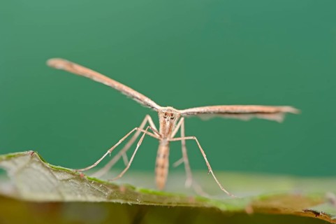 Rose Plume Moth
