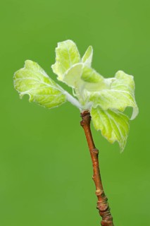 Grey Poplar