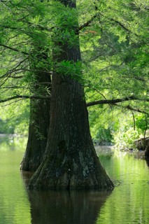 Bald cypress
