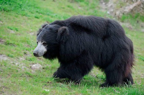 Sloth bear