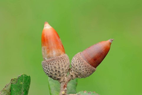 Acorn