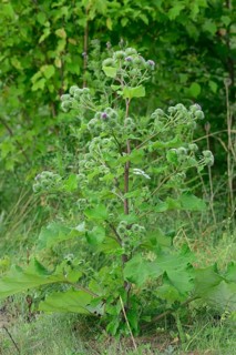 Greater Burdock