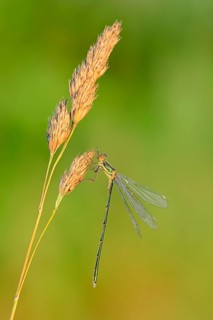 Willow Emerald Damselfly