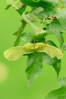 Field Maple